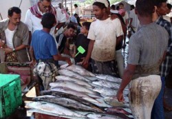 ارتفاع عائدات صادرات الاسماك في اليمن