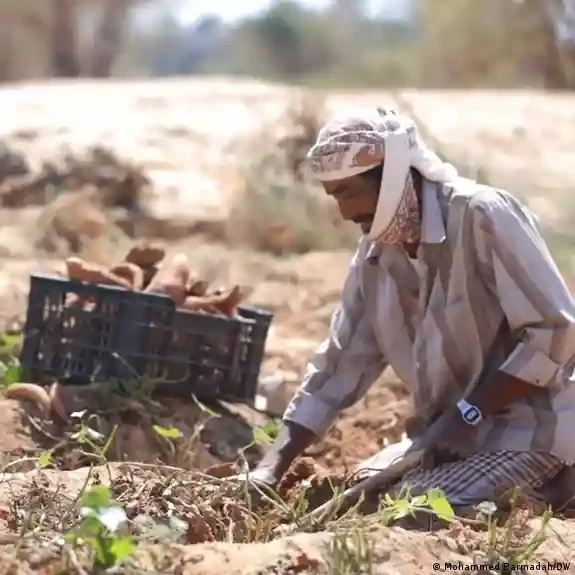 اليمن: تراجع الإنتاج الزراعي يفاقم أزمة الغذاء