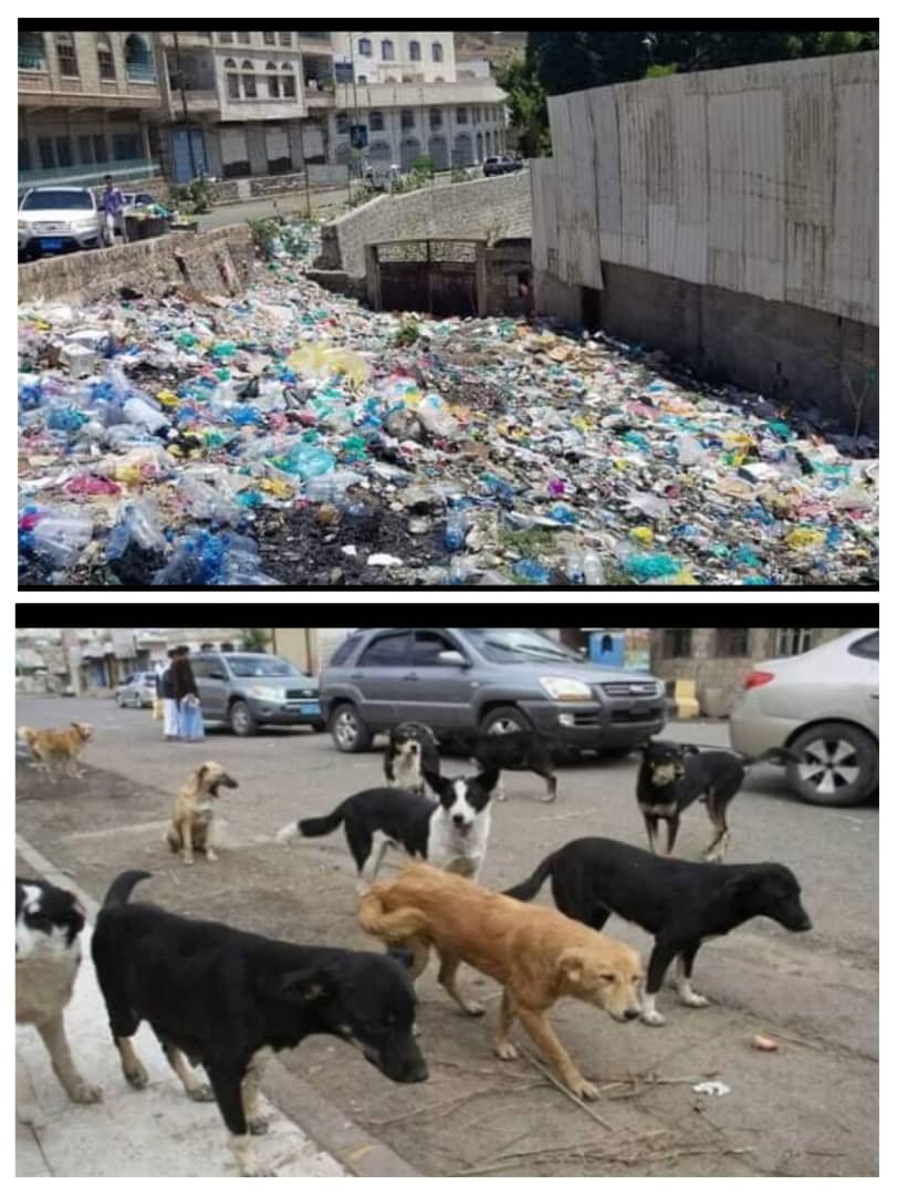 سكان تعز يستغيثون: النفايات تحاصر المدينة والكلاب المسعورة تهدد الصحة العامة