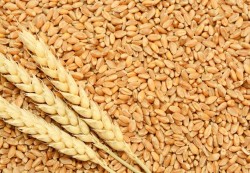 اليمن يسعى لاستيراد القمح من الهند بأسعار تفضيلية