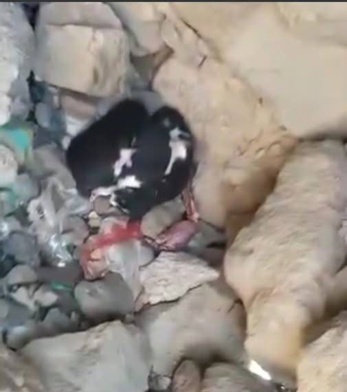 ريمة: جريمة بشعة تكشفها "كلبة".. زوج يقطع زوجته ويرميها في منحدر جبلي