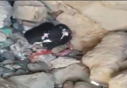 ريمة: جريمة بشعة تكشفها "كلبة".. زوج يقطع زوجته ويرميها في منحدر جبلي