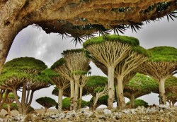 اليونسكو ترسل بعثة لمراقبة أوضاع سقطرى بعد تقارير عن انتهاكات للتراث العالمي