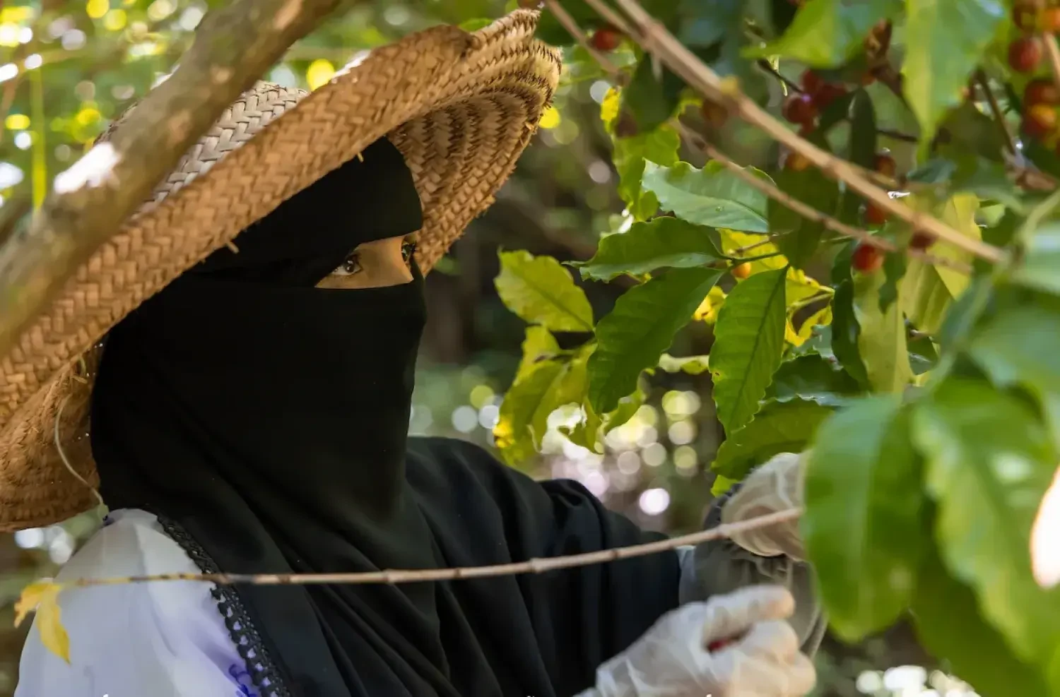 مشروع أممي يدعم آلافاً من مزارعي البن في تعز