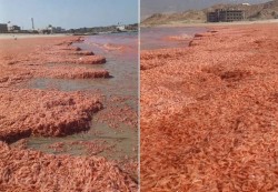 من نفوق إلى فرصة صناعية.. روبيان عُمان يفتح باب الاستثمار الحيوي