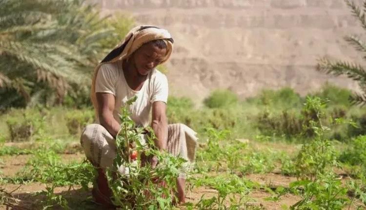 "الفاو" تحذر من موجة حر وتراجع الأمطار في اليمن